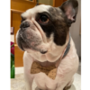 Pajarita perro - Imagen 2